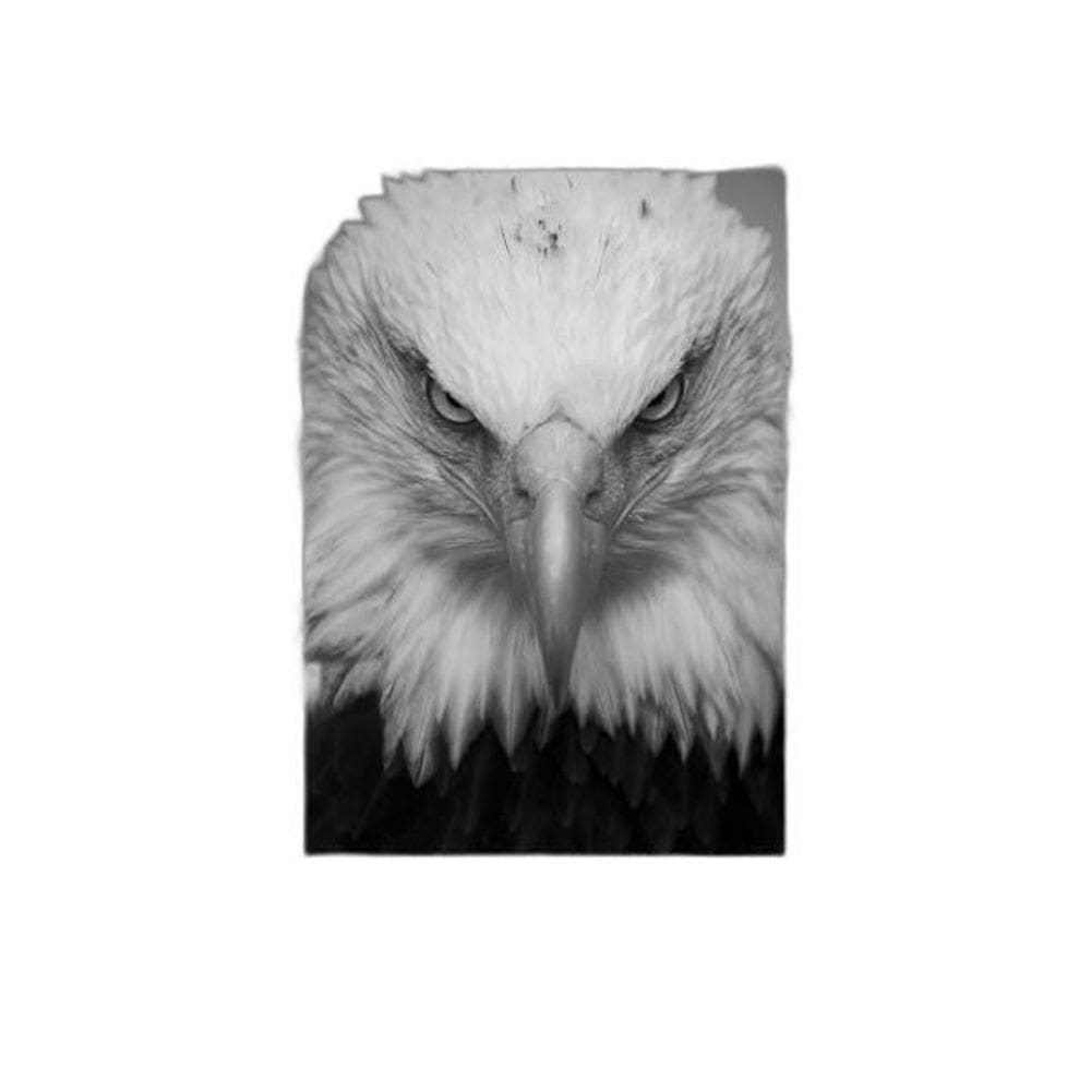 Placa Decorativa Fotografia Águia 18X27Cm