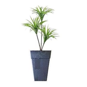 Vaso Coluna Quadrado Rattan 17, 5L Preto Plantas Jardim