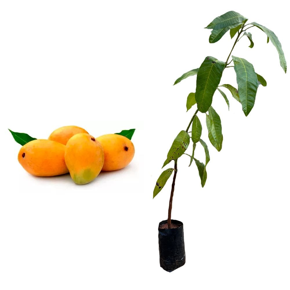 Muda de Manga Coquinho 20 a 40cm AMK - Plantas Online