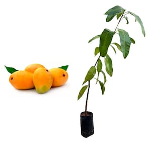 Muda de Manga Coquinho 20 a 40cm AMK - Plantas Online