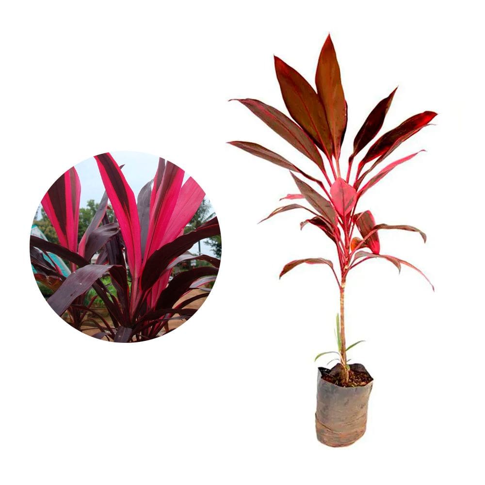 Muda de Dracena Baby 20 a 40cm AMK - Plantas Online