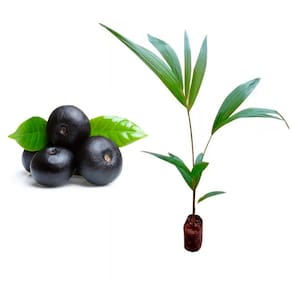 Muda de Acai 20 a 40cm AMK - Plantas Online