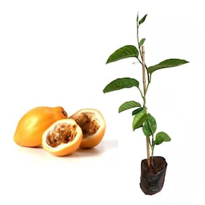 Muda de Maracujá Doce 20 a 40cm AMK - Plantas Online