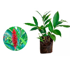 Muda de Alpinia 20 a 40cm AMK - Plantas Online