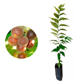Muda de Dovyalis 20 a 40cm AMK - Plantas Online