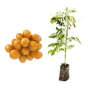 Muda de Caja Manga Ana 20 a 40cm AMK - Plantas Online