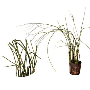 Muda de Cana-do-brejo 20 a 40cm AMK - Plantas Online