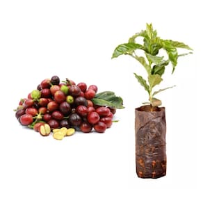 Kit 50 Mudas de Cafe Arabica 20 a 40cm AMK - Plantas Online