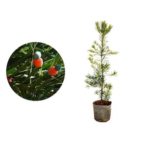 kit 15 Mudas de Podocarpo 20 a 40cm AMK - Plantas Online