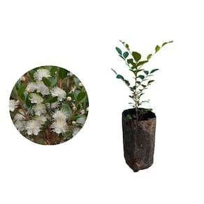 kit 15 Mudas de Murta 20 a 40cm AMK - Plantas Online