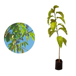 Muda de Saguaraji 20 a 40cm AMK - Plantas Online