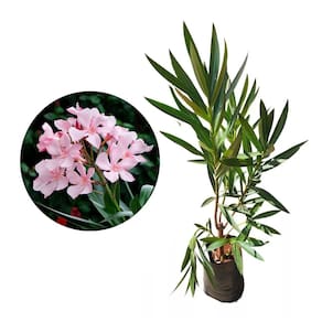 Muda de Espirradeira 20 a 40cm AMK - Plantas Online