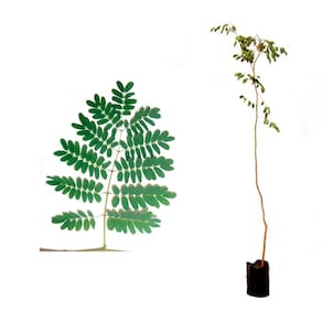 Muda de Pau Ferro 20 a 40cm AMK - Plantas Online
