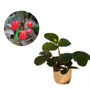 Muda de Morango Silvestre 20 a 40cm AMK - Plantas Online