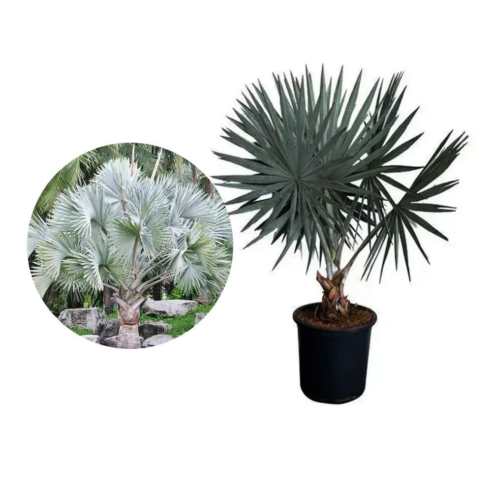 Muda de Palmeira Bismarckia 20 a 40cm AMK - Plantas Online