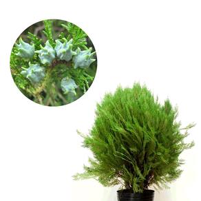 Muda de Tuia Bola 20 a 40cm AMK - Plantas Online