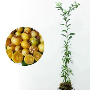 Muda de Guavira 20 a 40cm AMK - Plantas Online