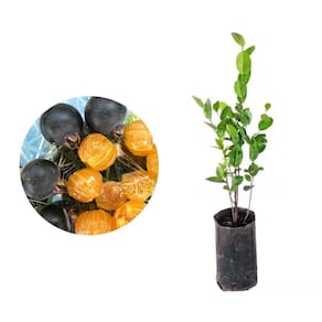 Muda de Guabiju 20 a 40cm AMK - Plantas Online