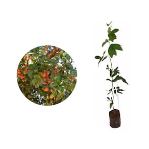 Muda de Copaiba 20 a 40cm AMK - Plantas Online