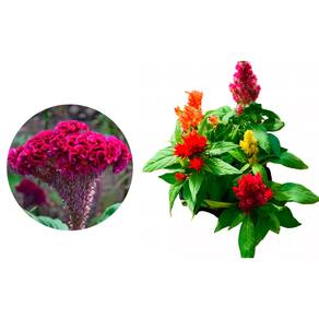 Muda de Crista De Galo 20 a 40cm AMK - Plantas Online