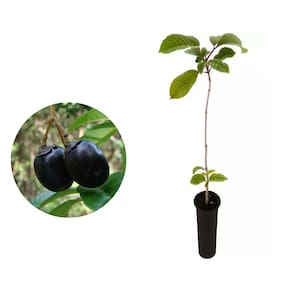 Muda de Taruma 20 a 40cm AMK - Plantas Online
