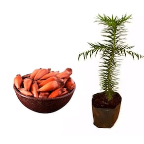 Muda de Pinheiro Do Paraná 20 a 40cm AMK - Plantas Online