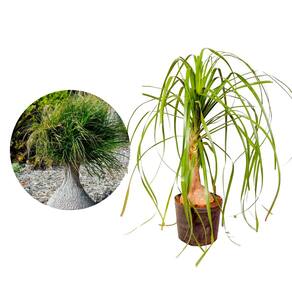 Muda de Pata de Elefante 20 a 40cm AMK - Plantas Online