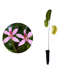 Muda de Pata De Vaca Roxa 20 a 40cm AMK - Plantas Online