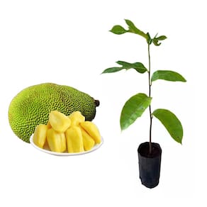Muda de Jaca Dura 20 a 40cm AMK - Plantas Online