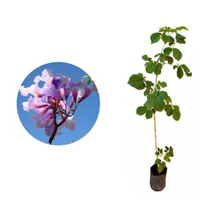 Muda de Ipe Roxo 20 a 40cm AMK - Plantas Online