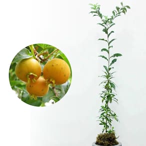 Muda de Guaivira 20 a 40cm AMK - Plantas Online