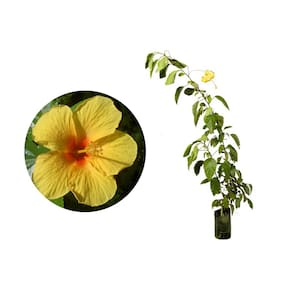 Muda de Hibisco Amarelo 20 a 40cm AMK - Plantas Online