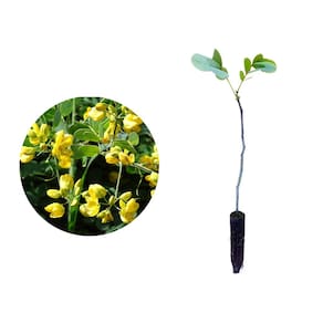 Muda de Fedegoso 20 a 40cm AMK - Plantas Online