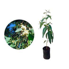 Muda de Eucalipto Cheiroso 20 a 40cm AMK - Plantas Online