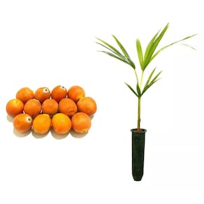 Muda de Coqueiro Jeriva 20 a 40cm AMK - Plantas Online