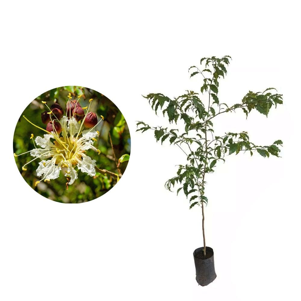 Muda de Mirindiba 20 a 40cm AMK - Plantas Online