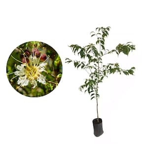 Muda de Mirindiba 20 a 40cm AMK - Plantas Online