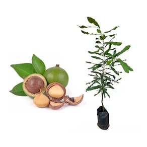 Muda de Castanha Noz Macadâmia 20 a 40cm AMK - Plantas Online