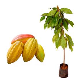 Muda de Cacau 20 a 40cm AMK - Plantas Online