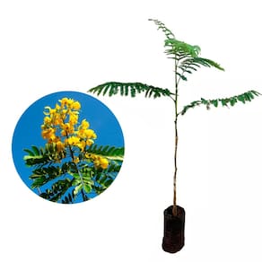 Muda de Canafistula 20 a 40cm AMK - Plantas Online