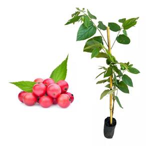 Muda de Calabura 20 a 40cm AMK - Plantas Online