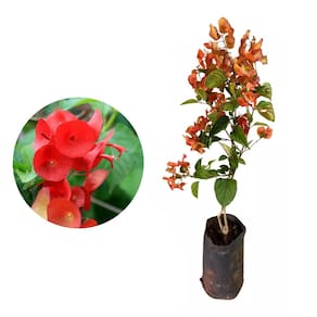 Muda de Chapéu Chines 20 a 40cm AMK - Plantas Online