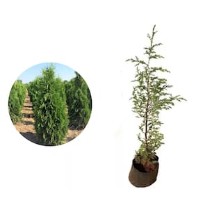 Muda de Cedrinho 20 a 40cm AMK - Plantas Online