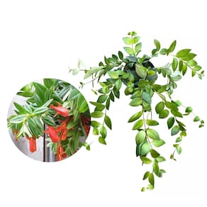 Muda de Columeia Peixinho 20 a 40cm AMK - Plantas Online