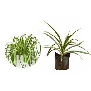 Muda de Clorofito 20 a 40cm AMK - Plantas Online