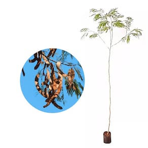 Muda de Angico do Cerrado 20 a 40cm AMK - Plantas Online