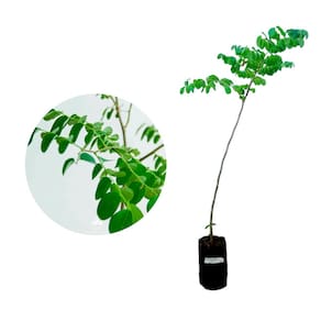 Muda de Umburana 20 a 40cm AMK - Plantas Online