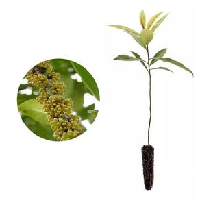 Muda de Capororoca 20 a 40cm AMK - Plantas Online