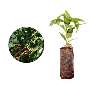 Muda de Cafe Ouro Verde 20 a 40cm AMK - Plantas Online