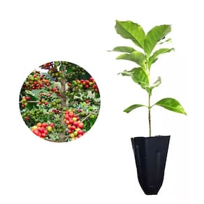 Muda de Cafe Mundo Novo 20 a 40cm AMK - Plantas Online